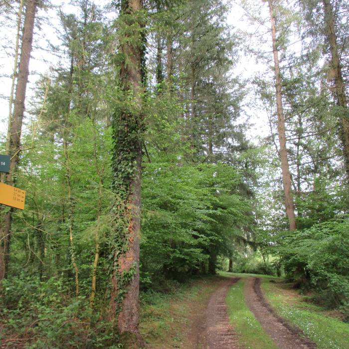 Photo de Borne-colonne N8 de la forêt de Chaux à Fraisans